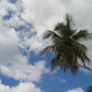 Palm ja taevas
