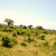 Maastik baobabidega