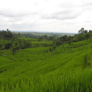 Bali,riisipõllud mägedes.