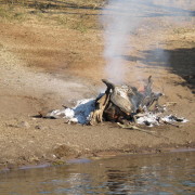 Põlev jõehobu Chobe rahvuspargis