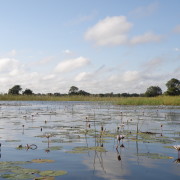 Okavango Delta Botswanas