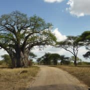 Baobab Tarangire rahvuspargis