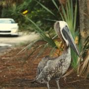 Florida, kodustatud pelikan