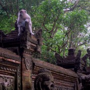 Monkey Forest Temple, Ubud