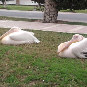 Pelikanid Hurghadas