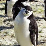 Chinstrap pingviin