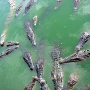 Krokodillifarmis Pattaya lähedal