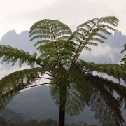 Kinabalu mägi