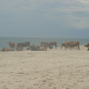 Lehmad rannamõnusid nautimas
