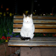 Melanhoolne kass Istanbuli öös