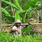 riisipõllumees